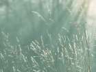 USA, Washington State, Seabeck. Close-up of grass seedheads. Art Print